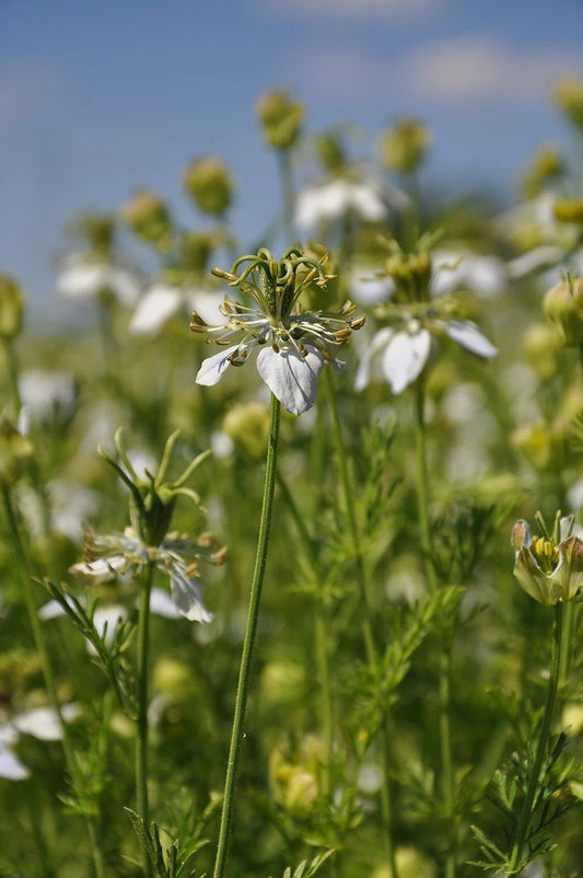 What Is Black Seed Oil?