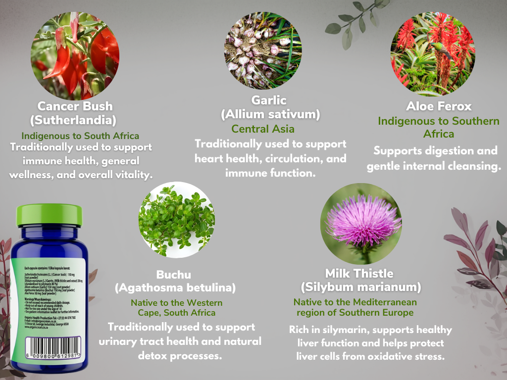 Herbal supplement bottle with images and names of ingredients on a gray background