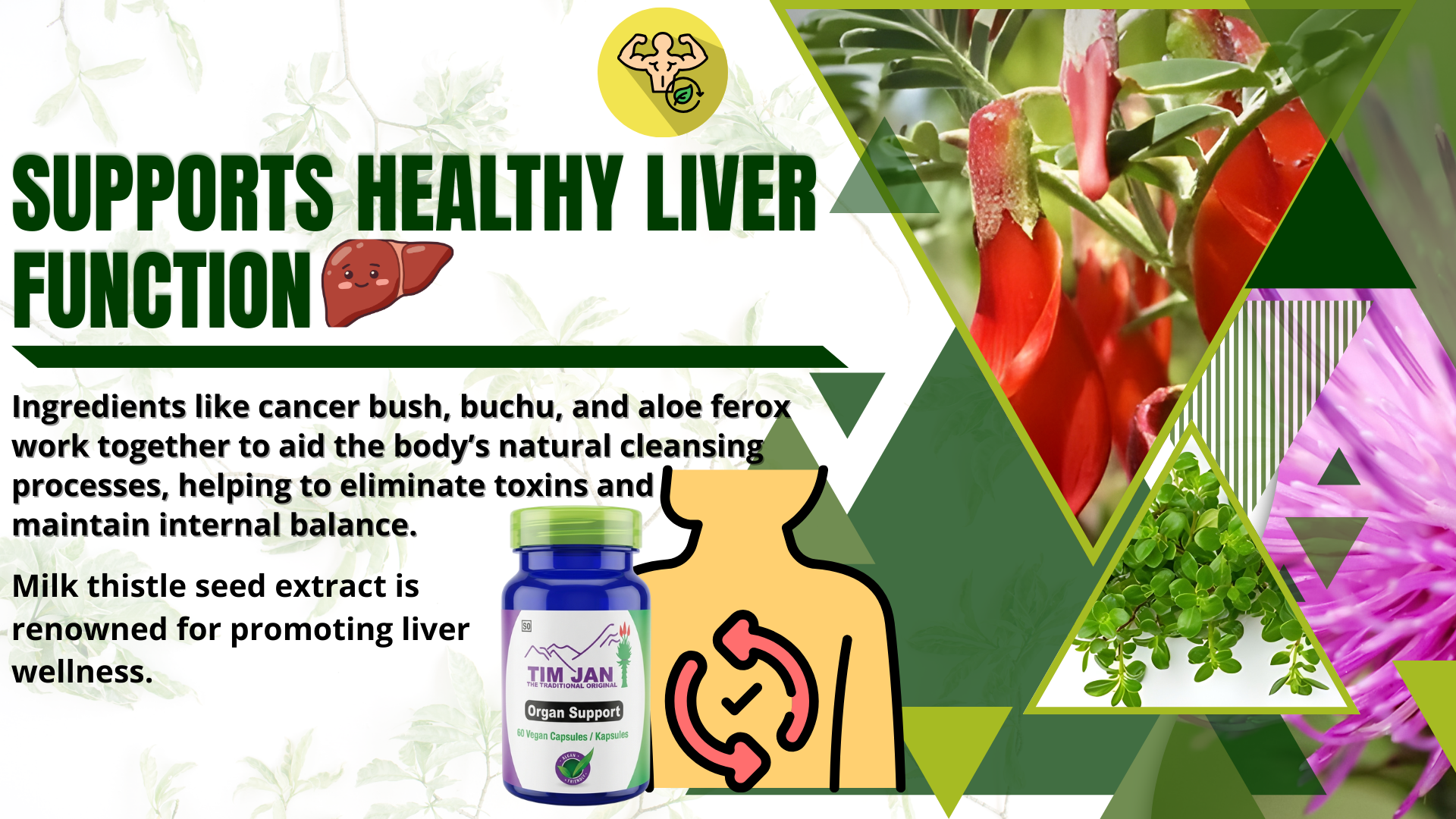 Supplement bottle with herbs and text about supporting healthy liver function on a green background