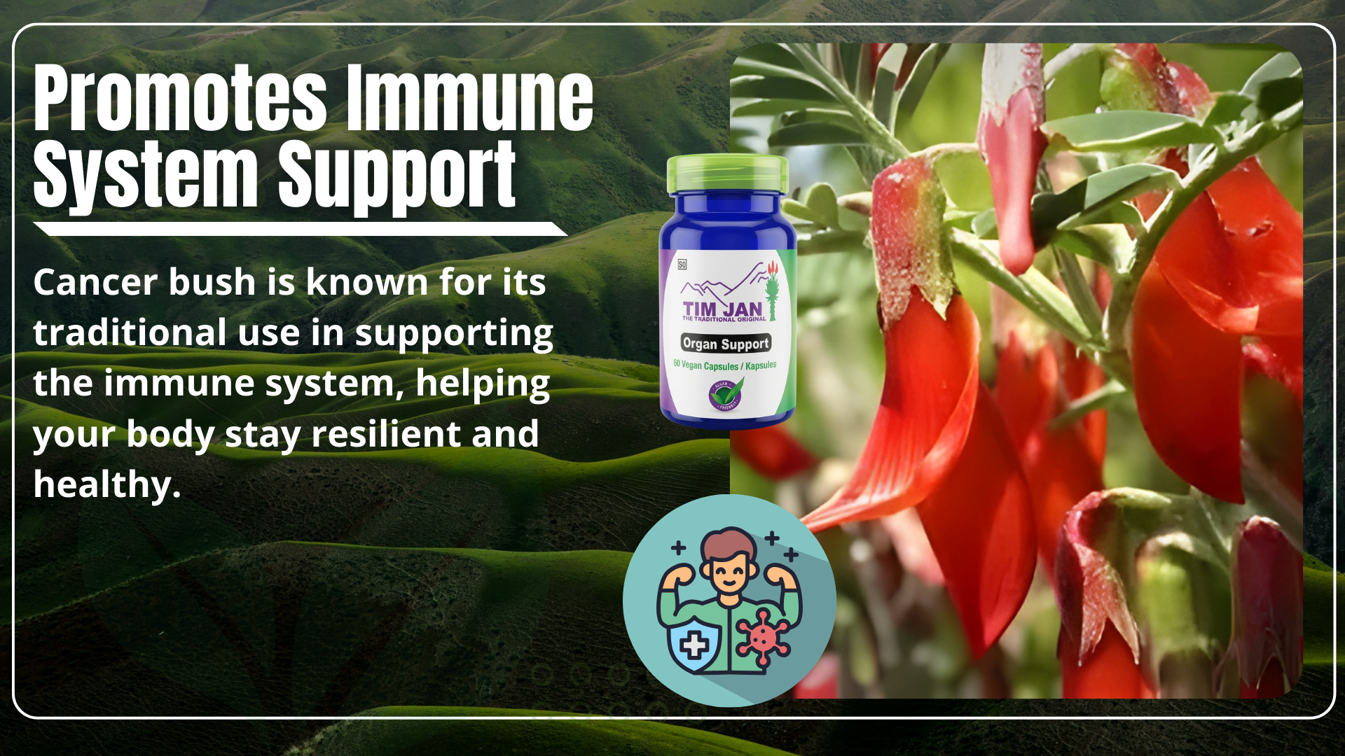 Promotional image of a cancer bush with a supplement bottle labeled 'Tim Jan' and text about immune system support.